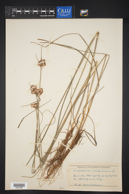 Eriophorum virginicum image