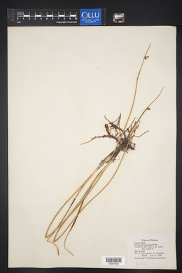 Schoenoplectus americanus image