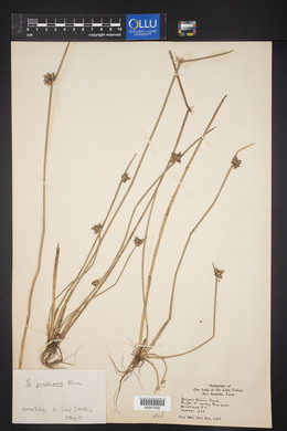 Scirpus debilis image