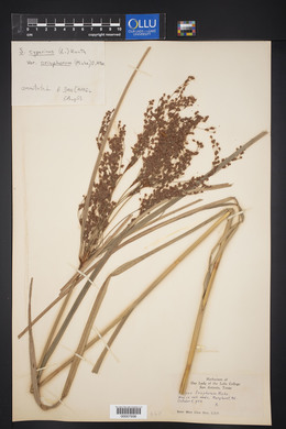 Scirpus eriophorum image