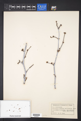 Corylus californica image