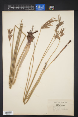 Cyperus articulatus image