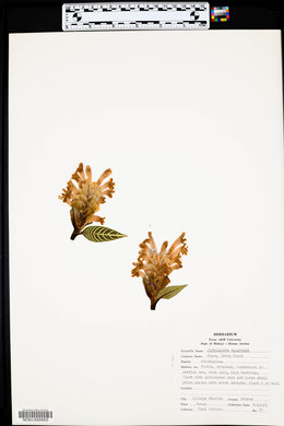 Aphelandra squarrosa image