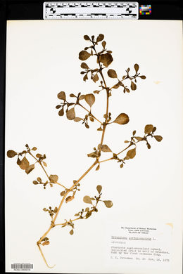 Trianthema portulacastrum image