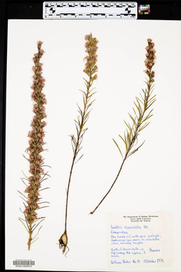 Liatris mucronata image