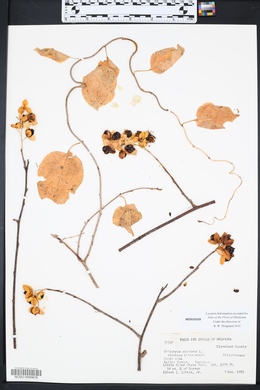 Celastrus scandens image