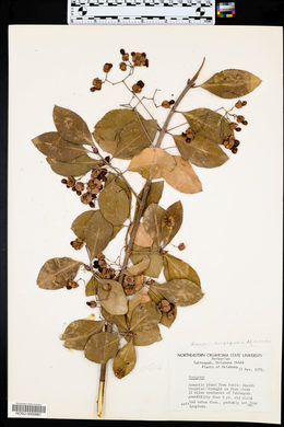 Euonymus atropurpureus image