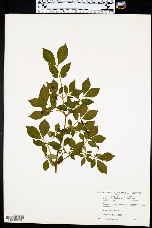 Euonymus alatus subsp. alatus image