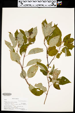 Cornus sericea subsp. sericea image