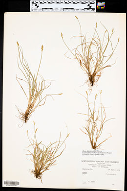 Carex leavenworthii image