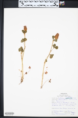 Trifolium incarnatum image