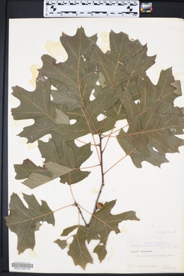 Quercus shumardii image