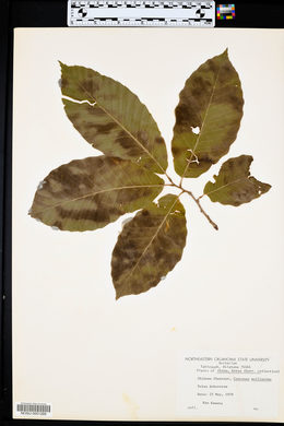 Castanea mollissima image