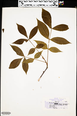 Carya texana image