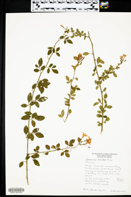 Jasminum floridum image