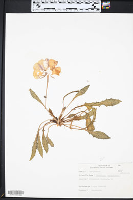 Oenothera cespitosa image