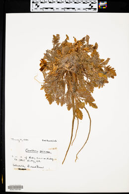 Oenothera primiveris image