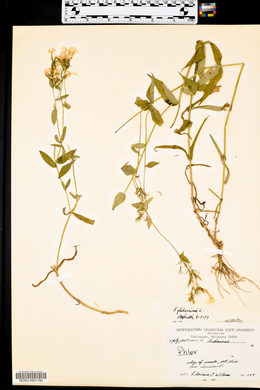 Phlox glaberrima image