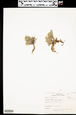 Phlox hoodii image