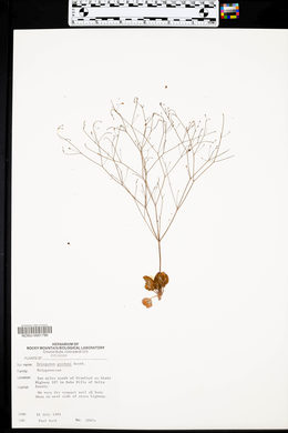 Eriogonum gordonii image