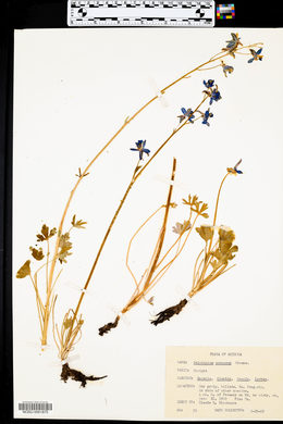 Delphinium scaposum image