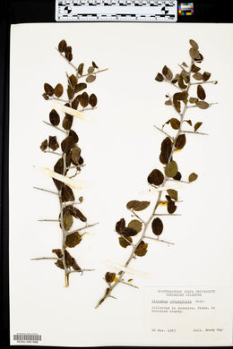 Sarcomphalus obtusifolius image