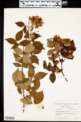 Rosa setigera image