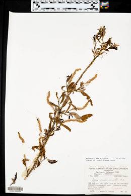 Salix caroliniana image