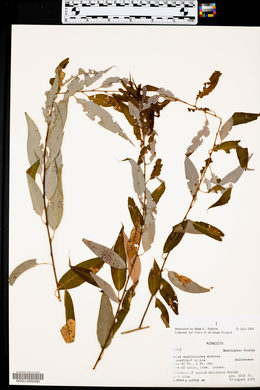 Salix amygdaloides image