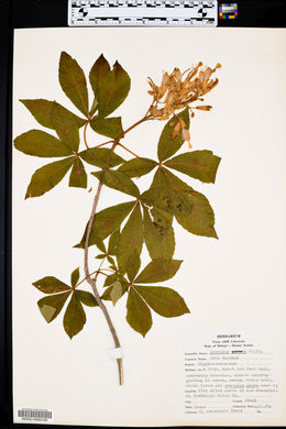 Aesculus glabra image