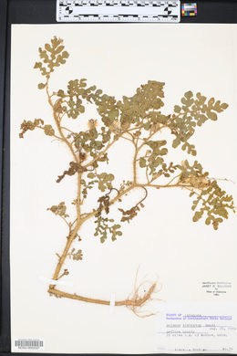 Solanum rostratum image