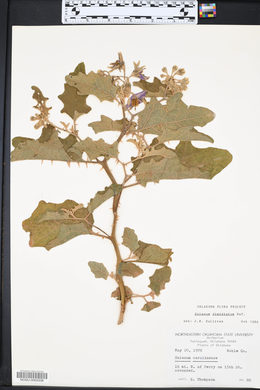 Solanum dimidiatum image