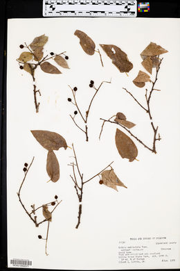 Celtis reticulata image