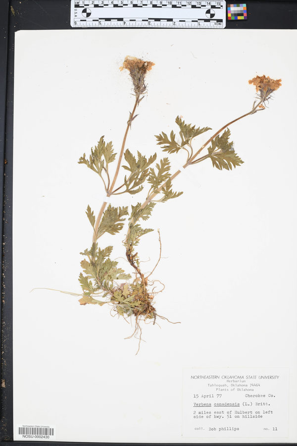Verbena canadensis image