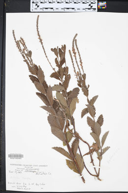 Verbena stricta image