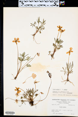 Viola pedata var. pedata image