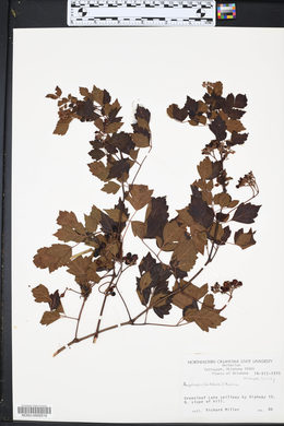 Ampelopsis cordata image