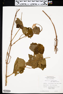 Vitis cinerea image