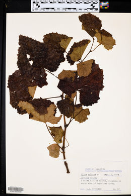 Vitis vulpina image