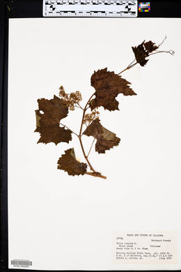 Vitis vulpina image