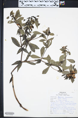 Baptisia bracteata var. laevicaulis image