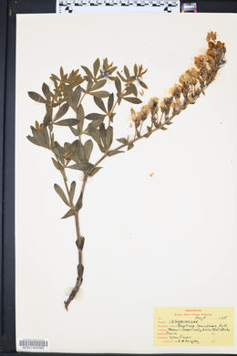 Baptisia bracteata var. leucophaea image