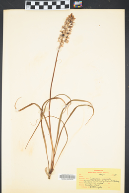 Camassia scilloides image