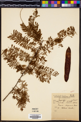 Image of Acacia abyssinica