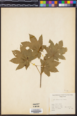 Acer circinatum image