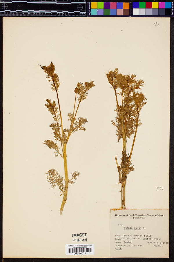 Adonis annua image