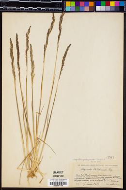 Agrostis quinqueseta image