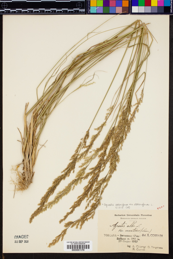 Agrostis stolonifera var. stolonifera image