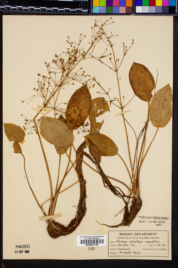 Alisma plantago-aquatica image