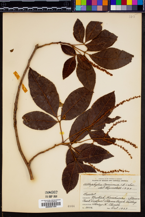 Allophylus cominia image